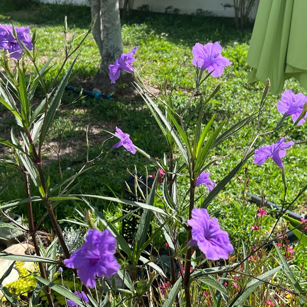 Florida, Desert, Mexican 💜🌴🌿 Petunia